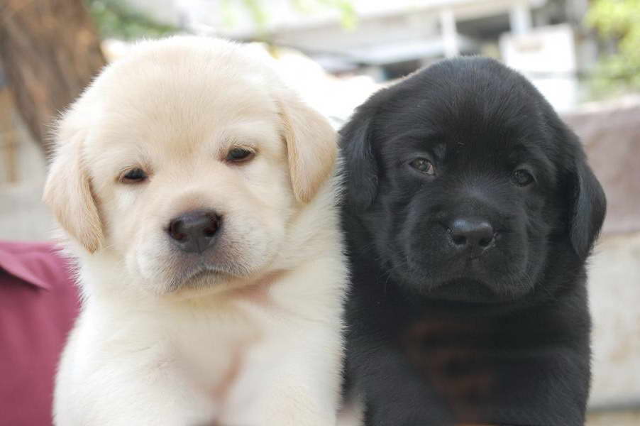 How Much Is A Labrador Puppy