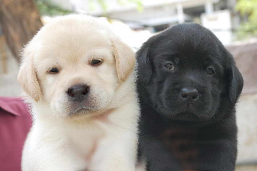 How Much Is A Labrador Retriever