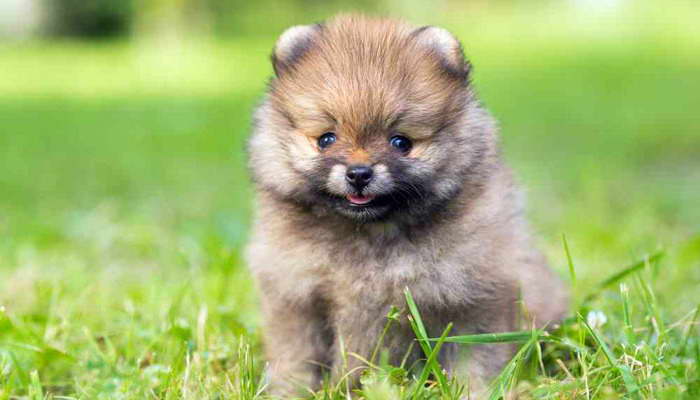 How Much Is A Pomeranian Cost | PETSIDI