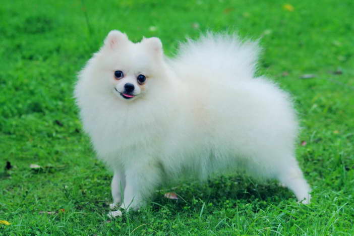 How Much Is A Pomeranian Dog
