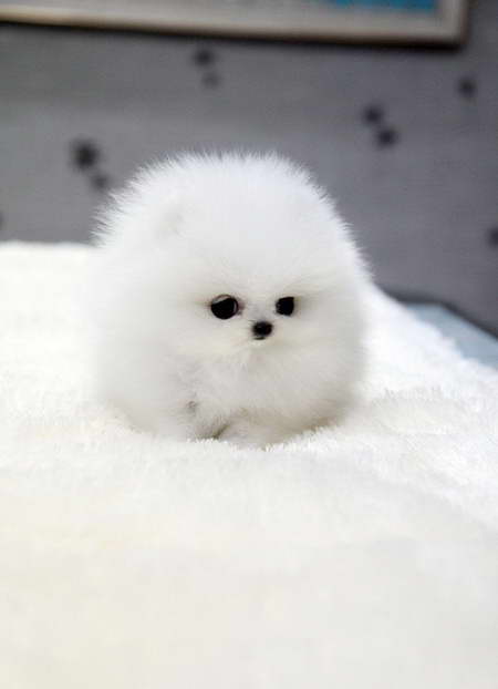 How Much Is A Pomeranian Puppy