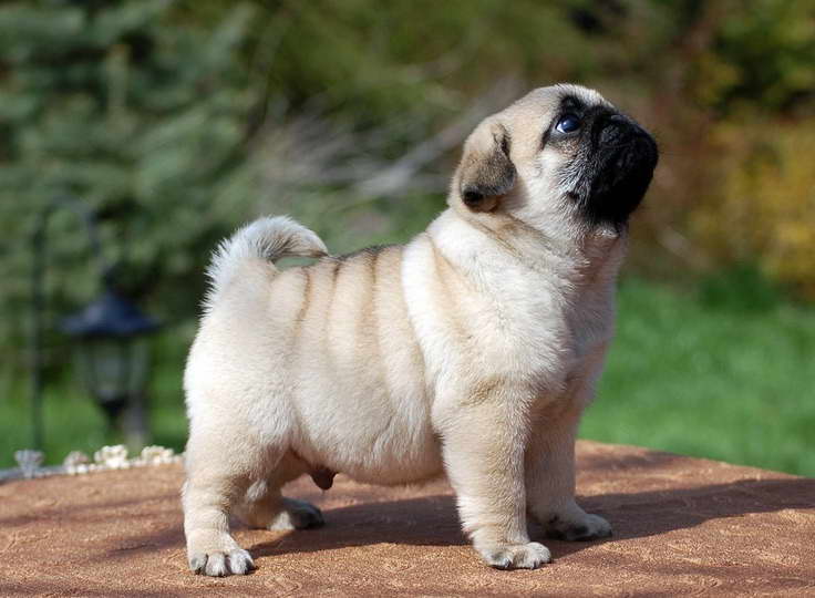 How Much Is A Pug Dog