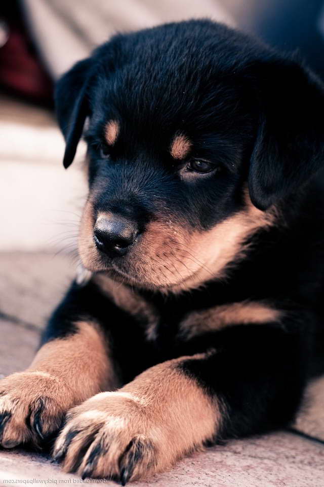 How Much Is A Rottweiler Puppy