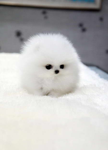How Much Is A Teacup Pomeranian Dog