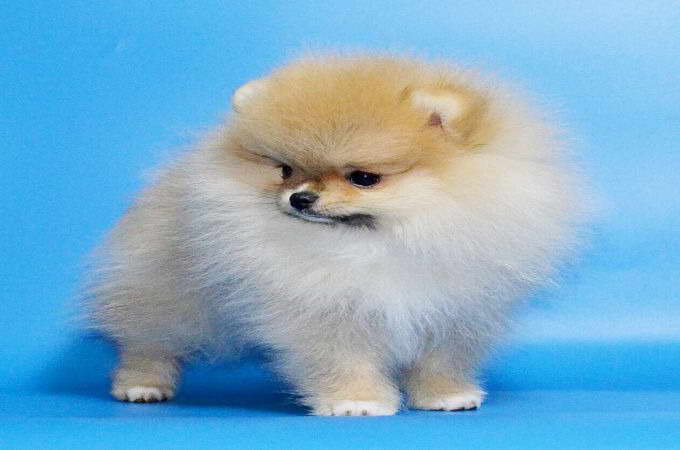 How Much Is A Teacup Pomeranian PETSIDI