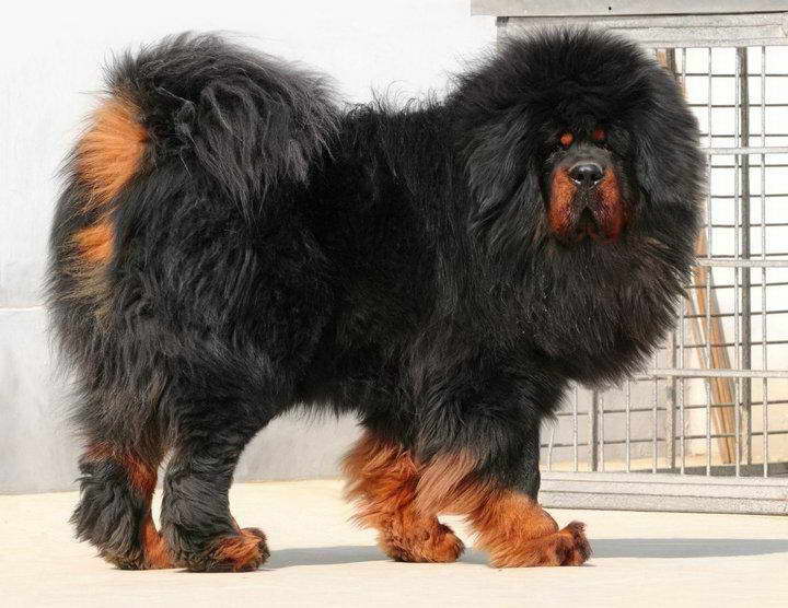 How Much Is A Tibetan Mastiff Dog PETSIDI