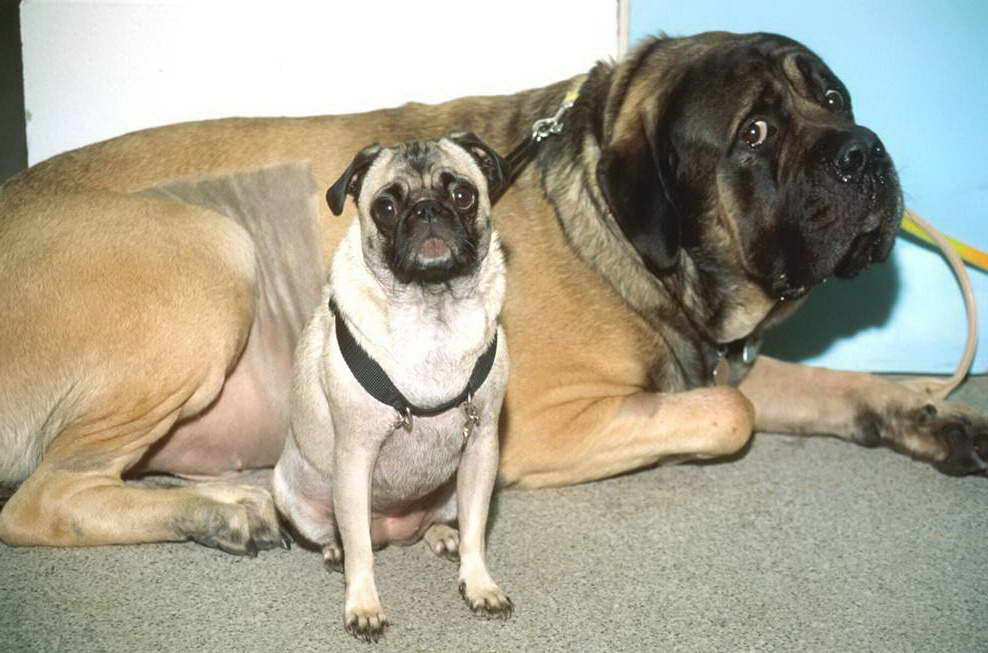 How Much Is An English Mastiff