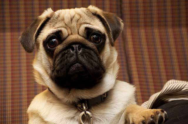 How Much Money Does A Pug Cost