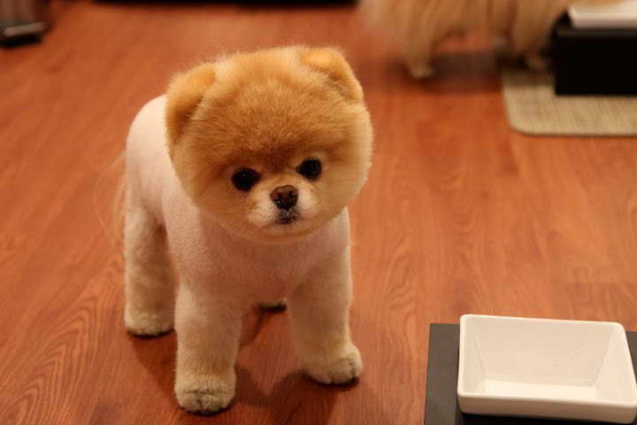 How Much Money Is A Pomeranian