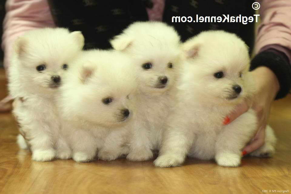 How Much Pomeranian Puppies Cost