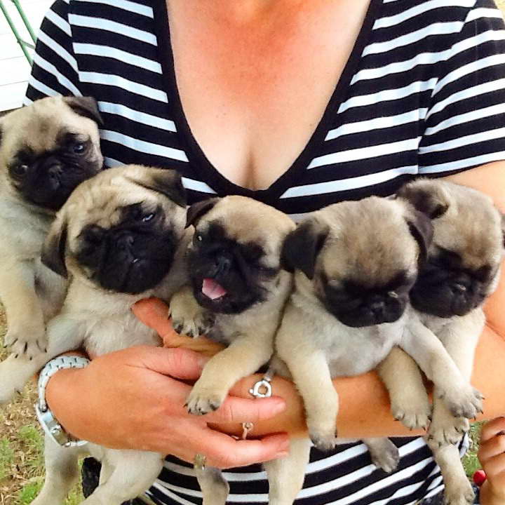 How Much Should I Feed My Pug Puppy