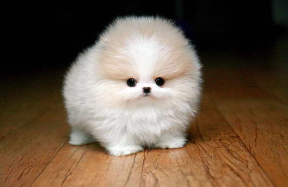How Much Teacup Pomeranian Cost