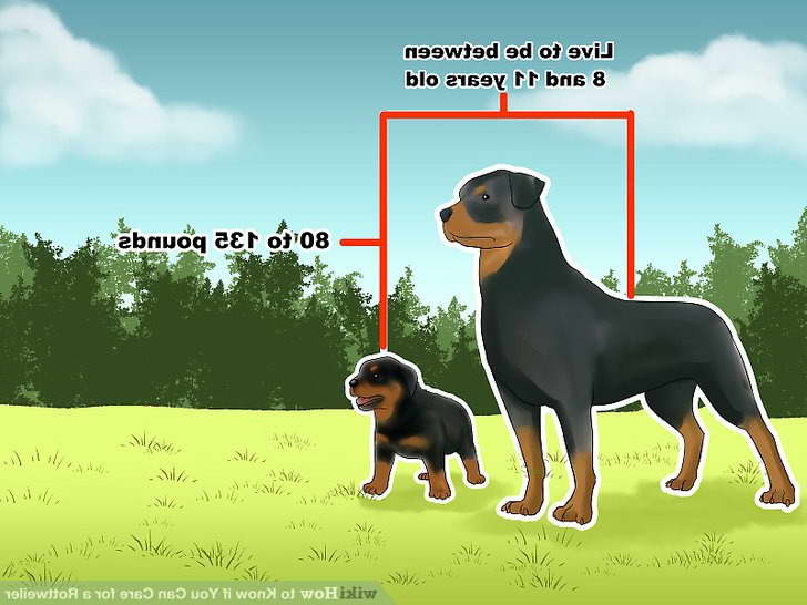 How To Care For A Rottweiler