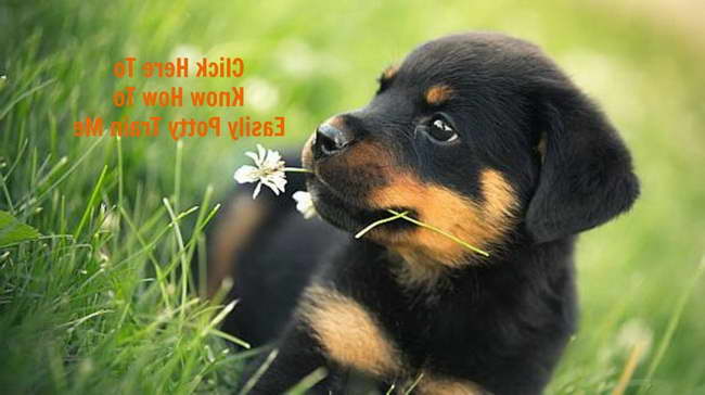 How To House Train A Rottweiler Puppy