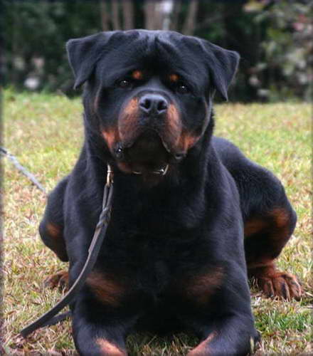 How To Make My Rottweiler Aggressive