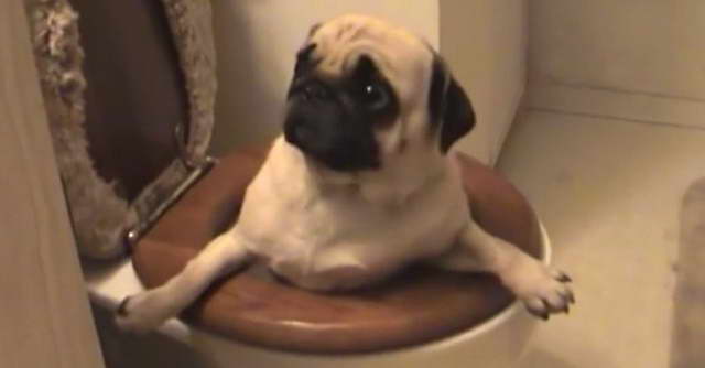 How To Potty Train Pug Puppy