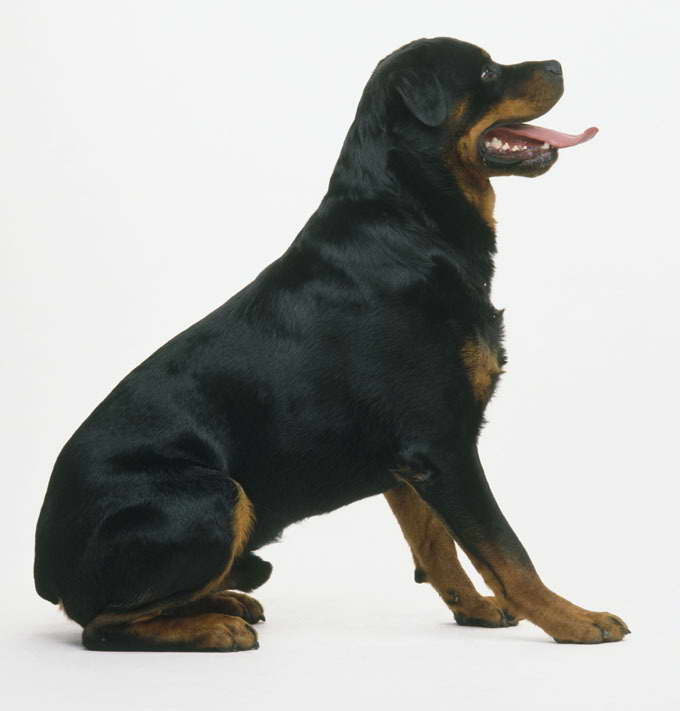 How To Stop Your Rottweiler From Shedding