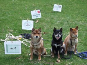 How To Train A Shiba Inu