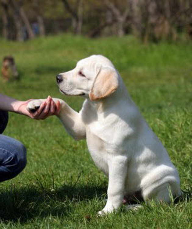How To Train Labrador Retriever