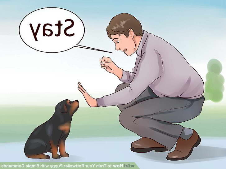 How To Train Rottweiler