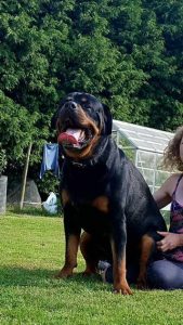 Huge Rottweiler For Sale