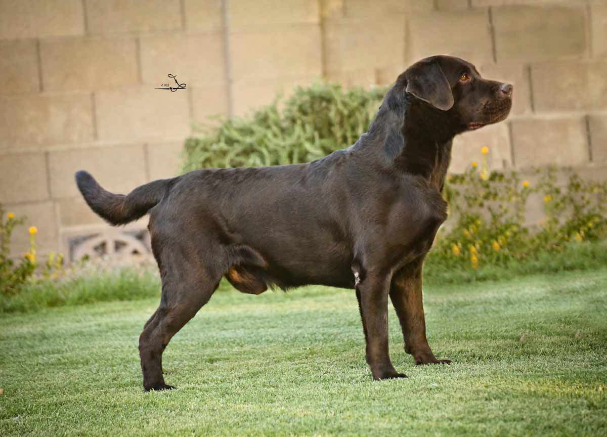 Hunting Labrador Retriever Puppies For Sale