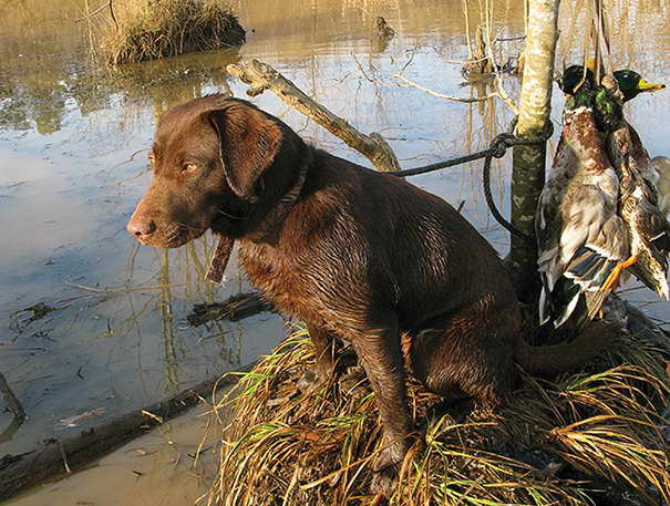 Hunting Labrador