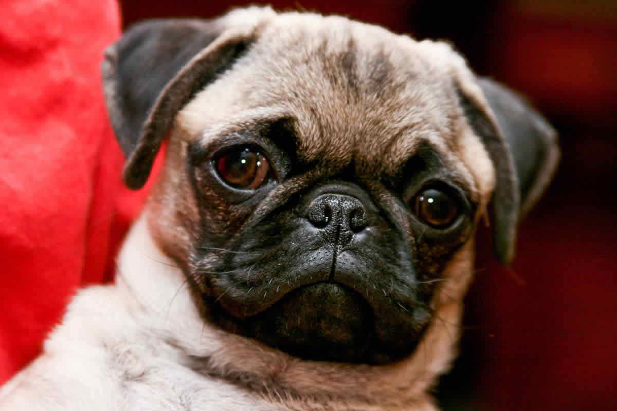 Hypoallergenic Pug