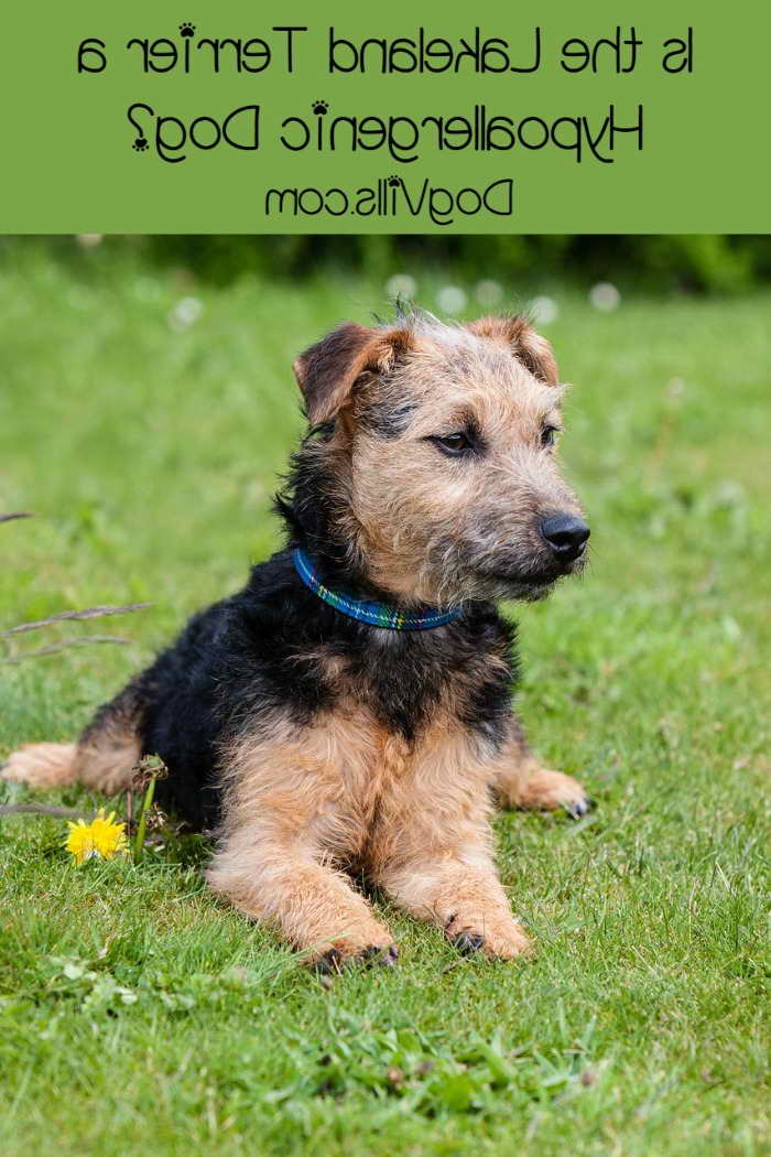 Hypoallergenic Terrier