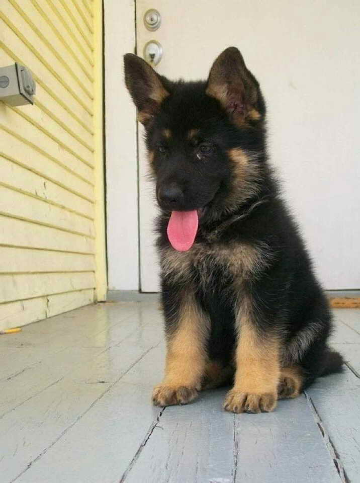 I Want A German Shepherd Puppy