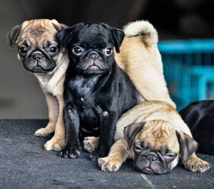 I Want To Buy A Pug