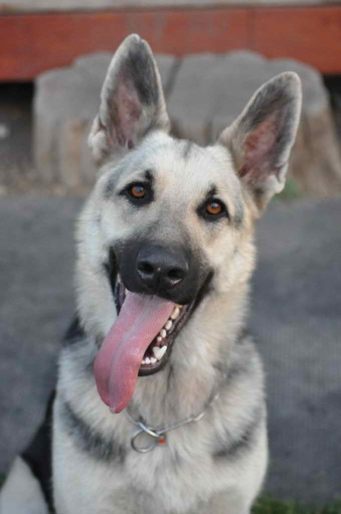 Idaho German Shepherd Rescue