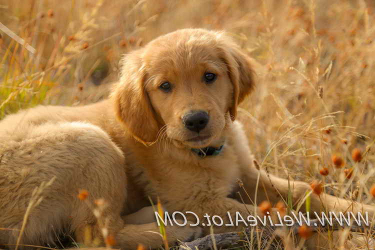 Idaho Golden Retriever Puppies
