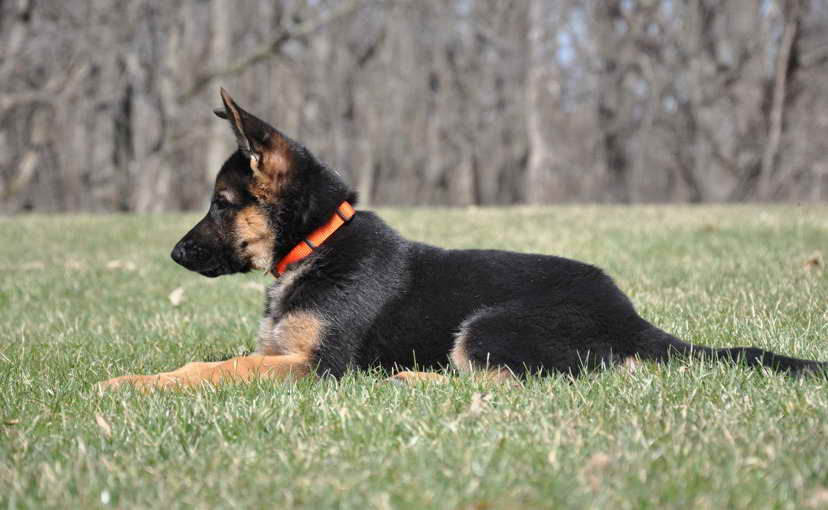 Illinois German Shepherd Breeders