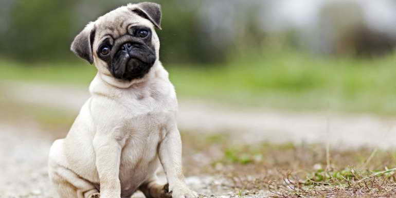 Imagenes De Perros Pug