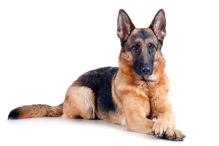 Images Of German Shepherd