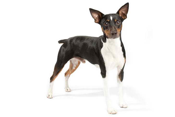 Images Of Rat Terrier