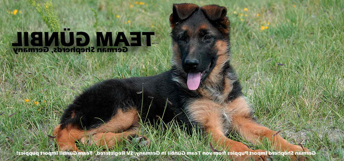 Import German Shepherd From Germany