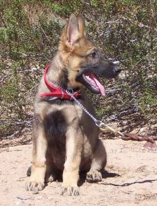Import German Shepherd Puppies For Sale