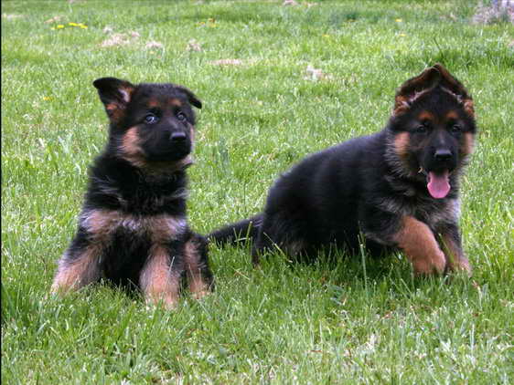 Import German Shepherd Puppies