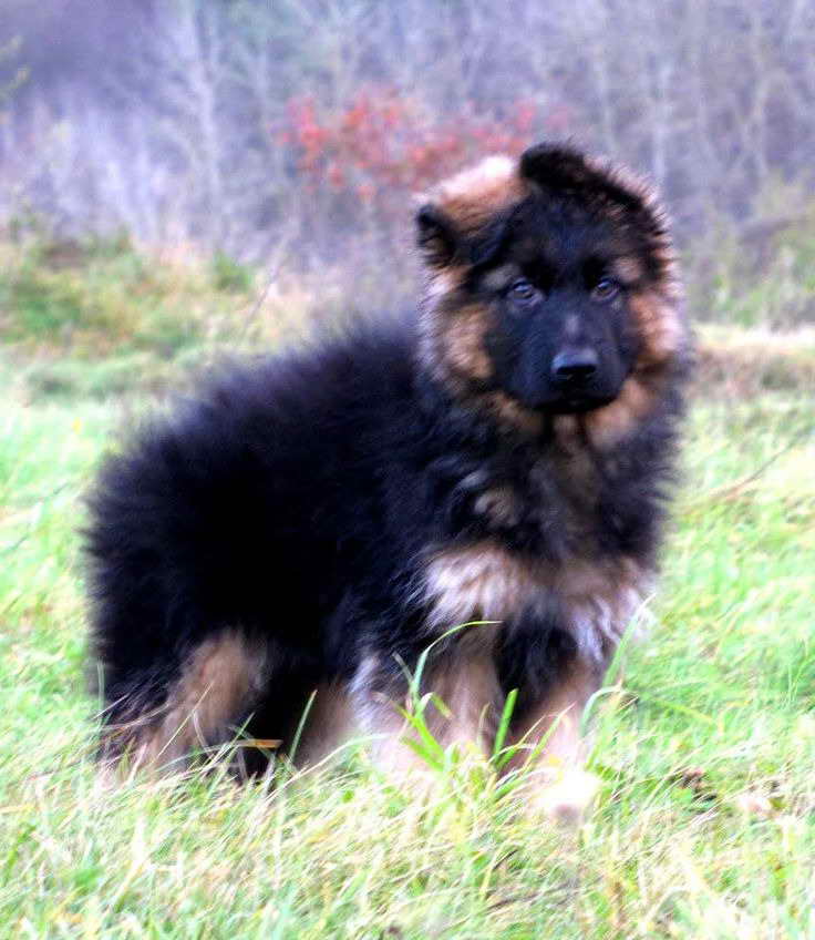 Imported German Shepherd Puppies