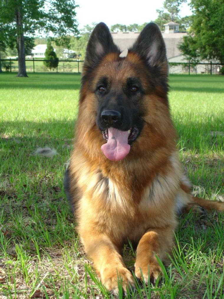 Imported German Shepherd