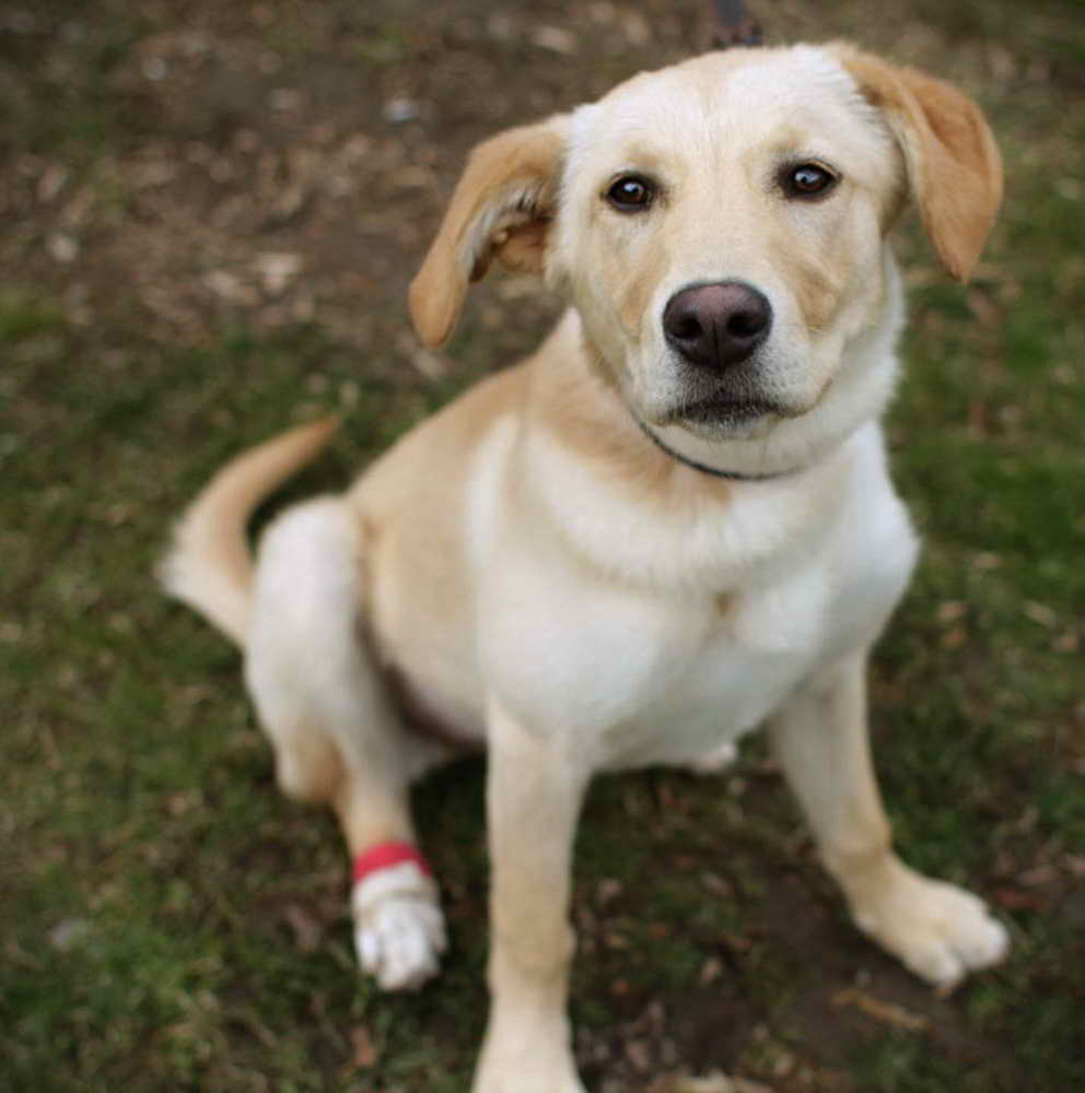 Independent Labrador Retriever Rescue Of Socal