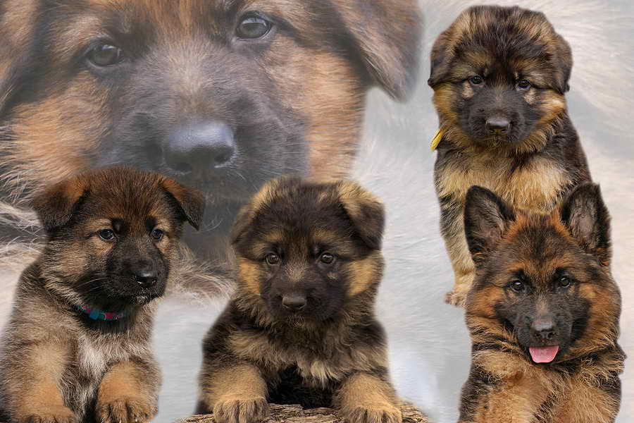 Indiana German Shepherd Puppies | PETSIDI