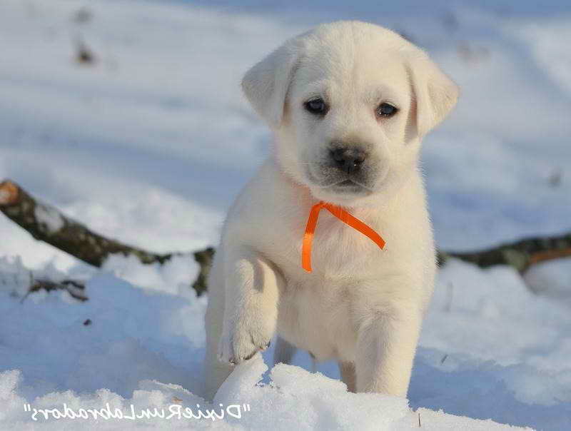 Indiana Labrador Breeders