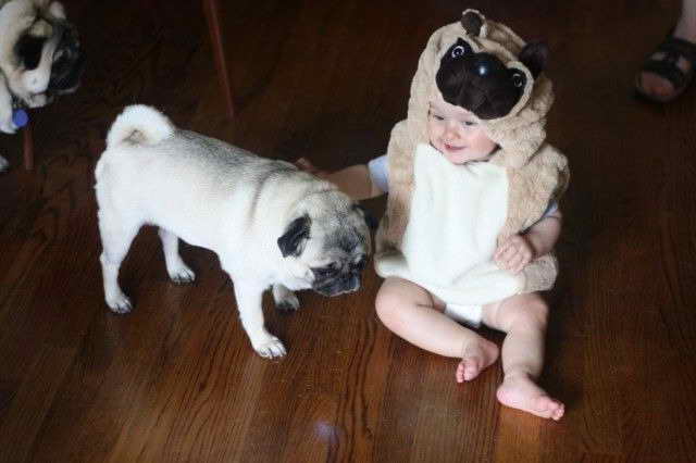 Infant Pug Costume