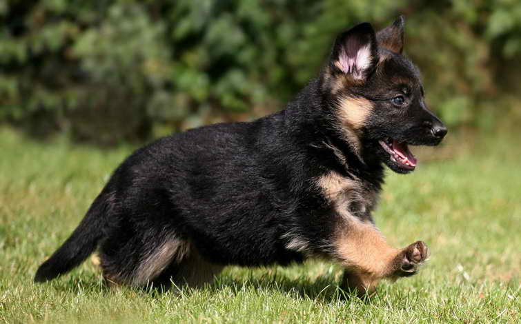 Information On German Shepherd