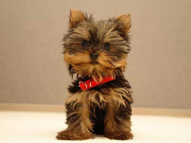 Information On Yorkshire Terrier