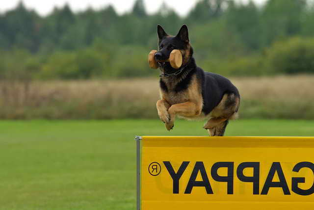 Ipo German Shepherd