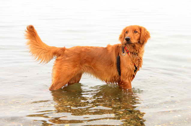 Irish Setter And Golden Retriever Mix